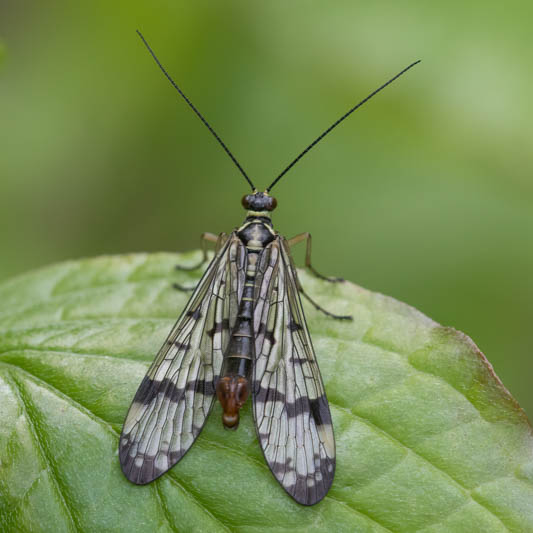Panorpa communis (Common Scorpionfly).jpg